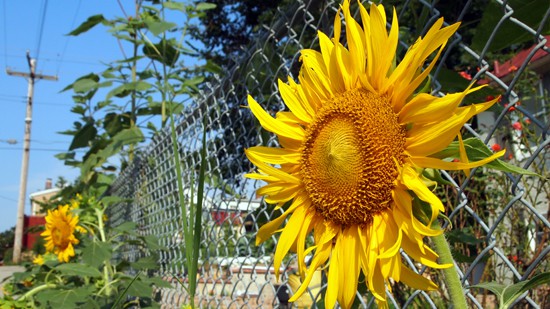 chain link fence maintenance