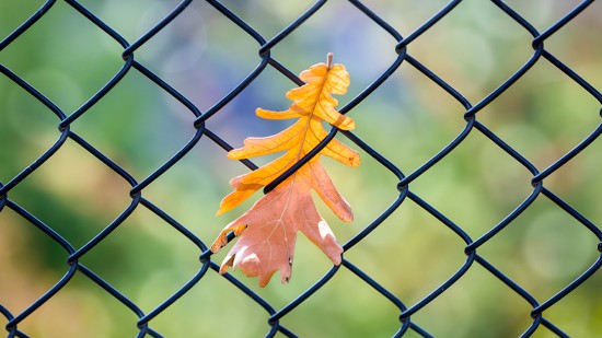 Chain Link Fence